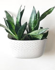 Wally Eco Living Wall Planter - Green Fresh Florals + Plants