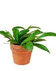 Wax Hoya - Green Fresh Florals + Plants