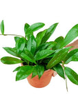 Wax Hoya - Green Fresh Florals + Plants