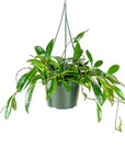 Wax Hoya - Green Fresh Florals + Plants