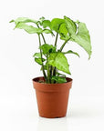 White Butterfly Syngonium - Green Fresh Florals + Plants