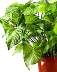 White Butterfly Syngonium - Green Fresh Florals + Plants