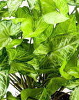 White Butterfly Syngonium - Green Fresh Florals + Plants