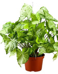 White Butterfly Syngonium - Green Fresh Florals + Plants