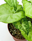 White Butterfly Syngonium - Green Fresh Florals + Plants