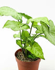 White Butterfly Syngonium - Green Fresh Florals + Plants