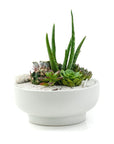 White Crystal Succulent Garden - Green Fresh Florals + Plants