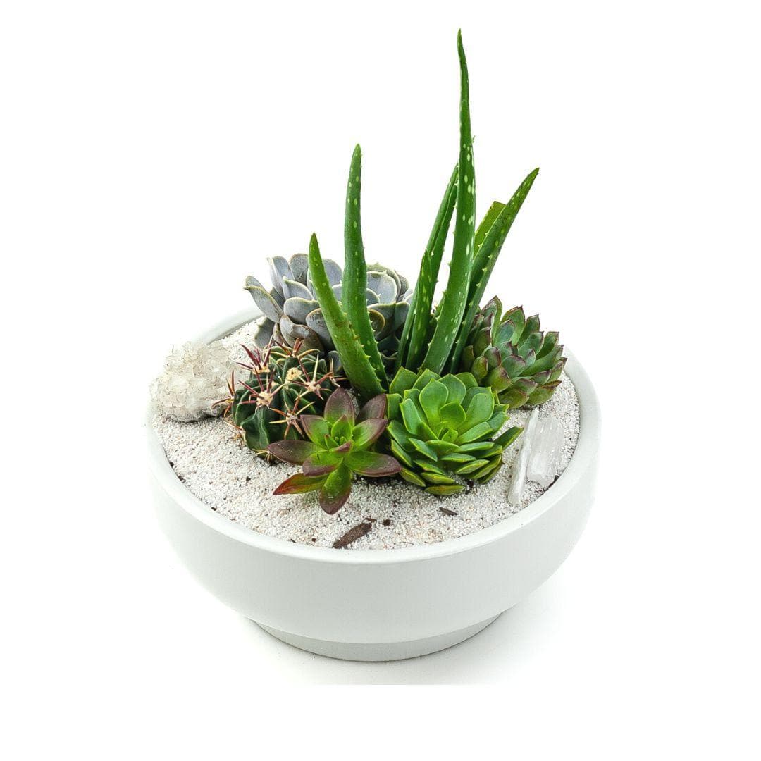 White Crystal Succulent Garden - Green Fresh Florals + Plants