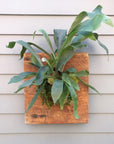 Wood Mounted Staghorn Fern - Green Fresh Florals + Plants