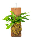 Wood Mounted Staghorn Fern - Green Fresh Florals + Plants