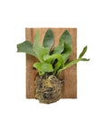 Wood Mounted Staghorn Fern - Green Fresh Florals + Plants