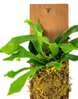Wood Mounted Staghorn Fern - Green Fresh Florals + Plants