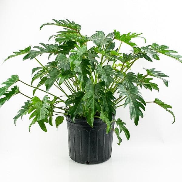 Xanadu Philodendron - Green Fresh Florals + Plants