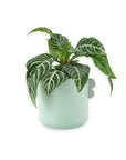 Zebra Plant - Green Fresh Florals + Plants