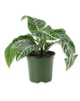 Zebra Plant - Green Fresh Florals + Plants