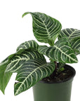 Zebra Plant - Green Fresh Florals + Plants