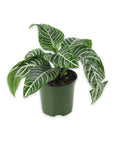 Zebra Plant - Green Fresh Florals + Plants