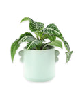 Zebra Plant - Green Fresh Florals + Plants
