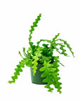 Zig Zag Cactus - Green Fresh Florals + Plants