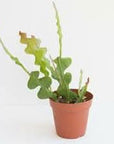 Zig Zag Cactus - Green Fresh Florals + Plants