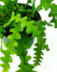 Zig Zag Cactus - Green Fresh Florals + Plants