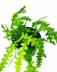 Zig Zag Cactus - Green Fresh Florals + Plants