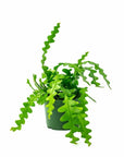 Zig Zag Cactus - Green Fresh Florals + Plants