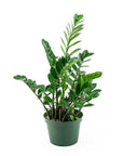 ZZ Plant - Green Fresh Florals + Plants