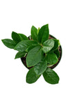 ZZ Plant - Green Fresh Florals + Plants