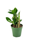 ZZ Plant - Green Fresh Florals + Plants