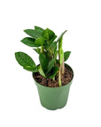 ZZ Plant - Green Fresh Florals + Plants
