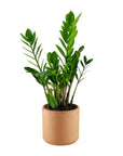 ZZ Plant - Green Fresh Florals + Plants