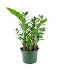 ZZ Plant - Green Fresh Florals + Plants