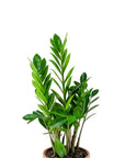 ZZ Plant - Green Fresh Florals + Plants