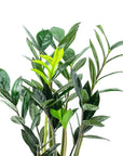 ZZ Raven Super Nova - Green Fresh Florals + Plants