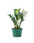 ZZ Raven Super Nova - Green Fresh Florals + Plants
