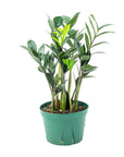 ZZ Raven Super Nova - Green Fresh Florals + Plants