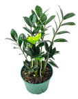 ZZ Raven Super Nova - Green Fresh Florals + Plants