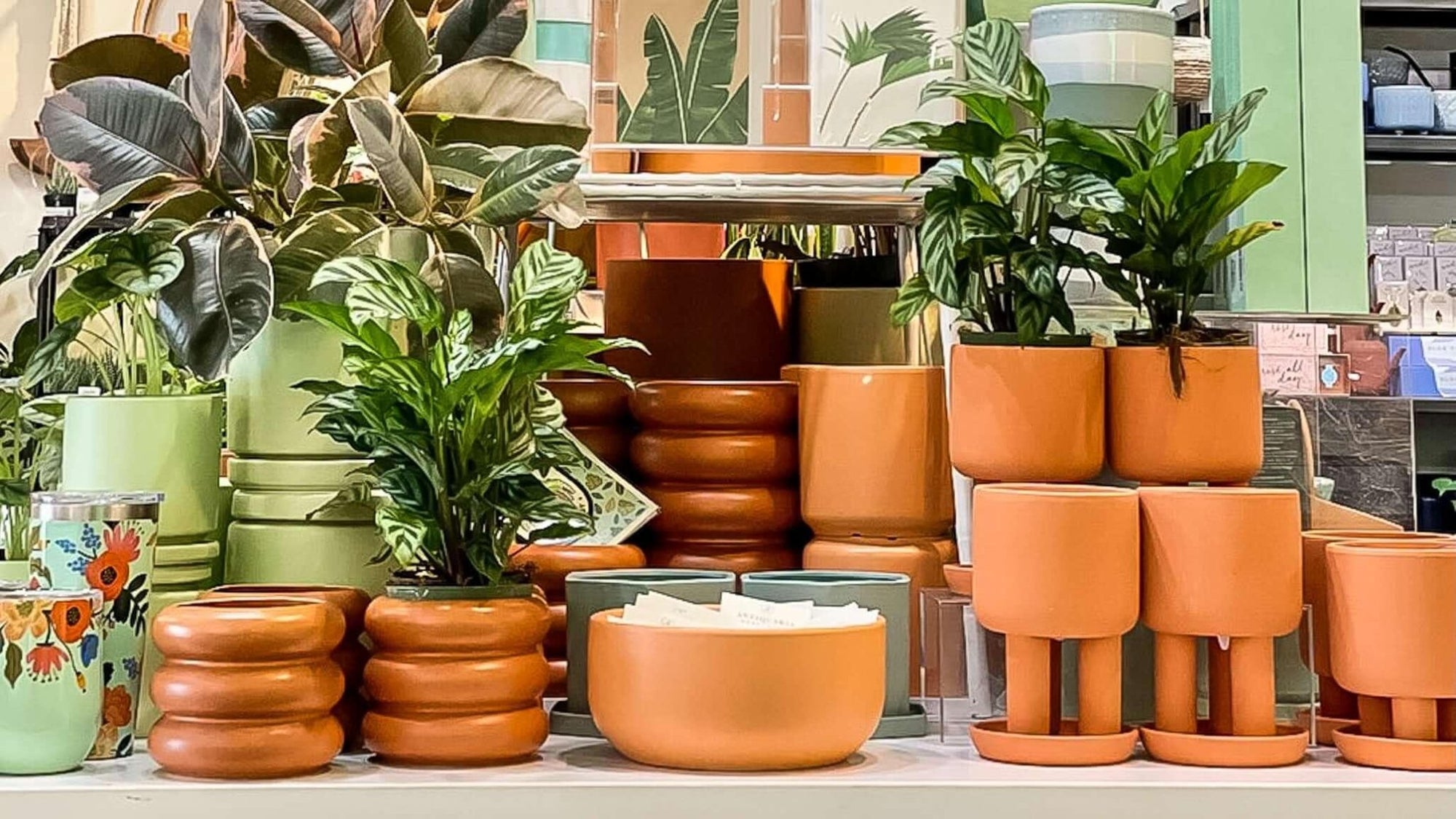14 Houseplants to Add Style to Your Space - Green Fresh Florals + Plants