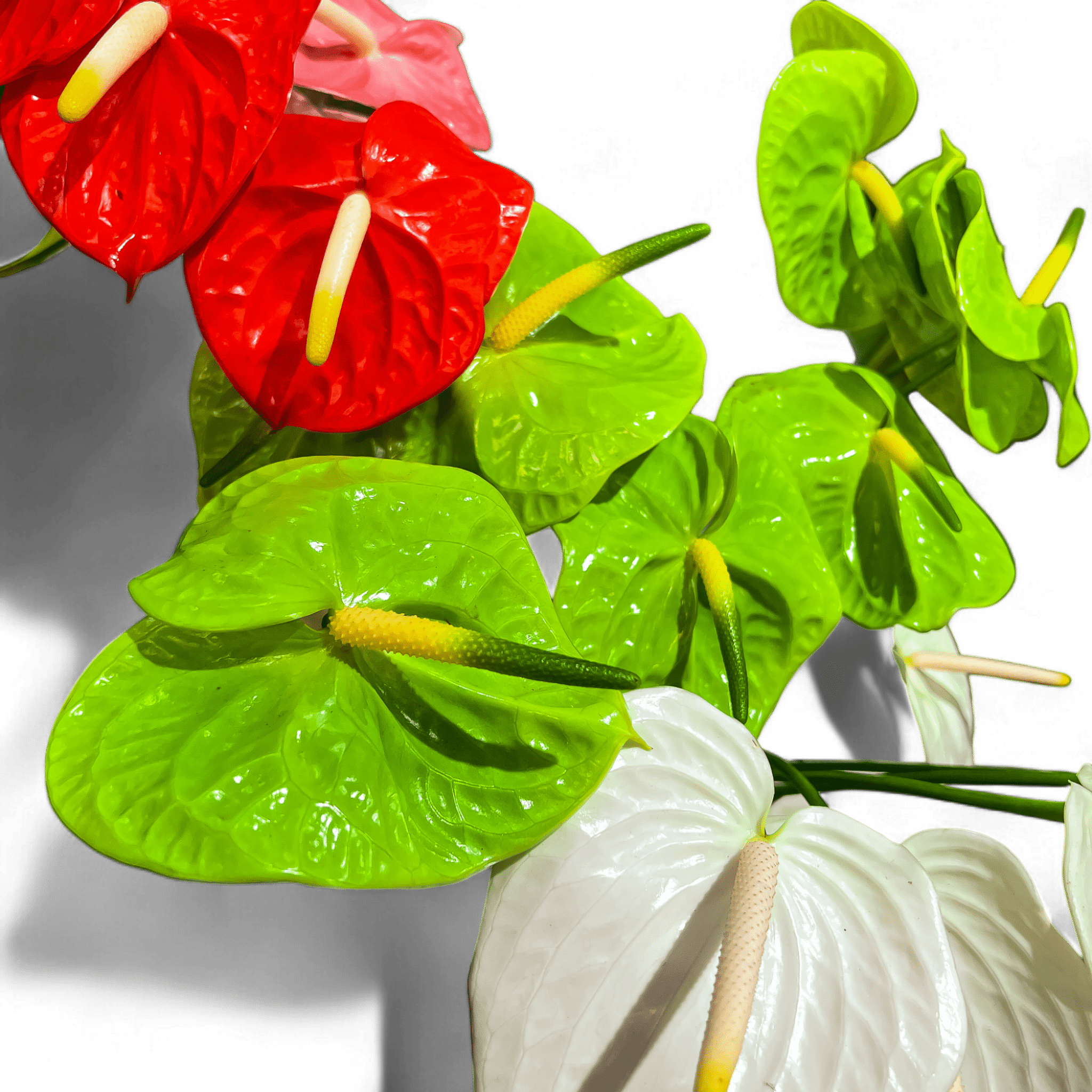 5 Reasons Anthuriums Make Ideal Houseplants | Green Florals – Green ...