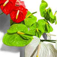 5 Reasons Anthuriums Make Ideal Houseplants - Green Fresh Florals + Plants