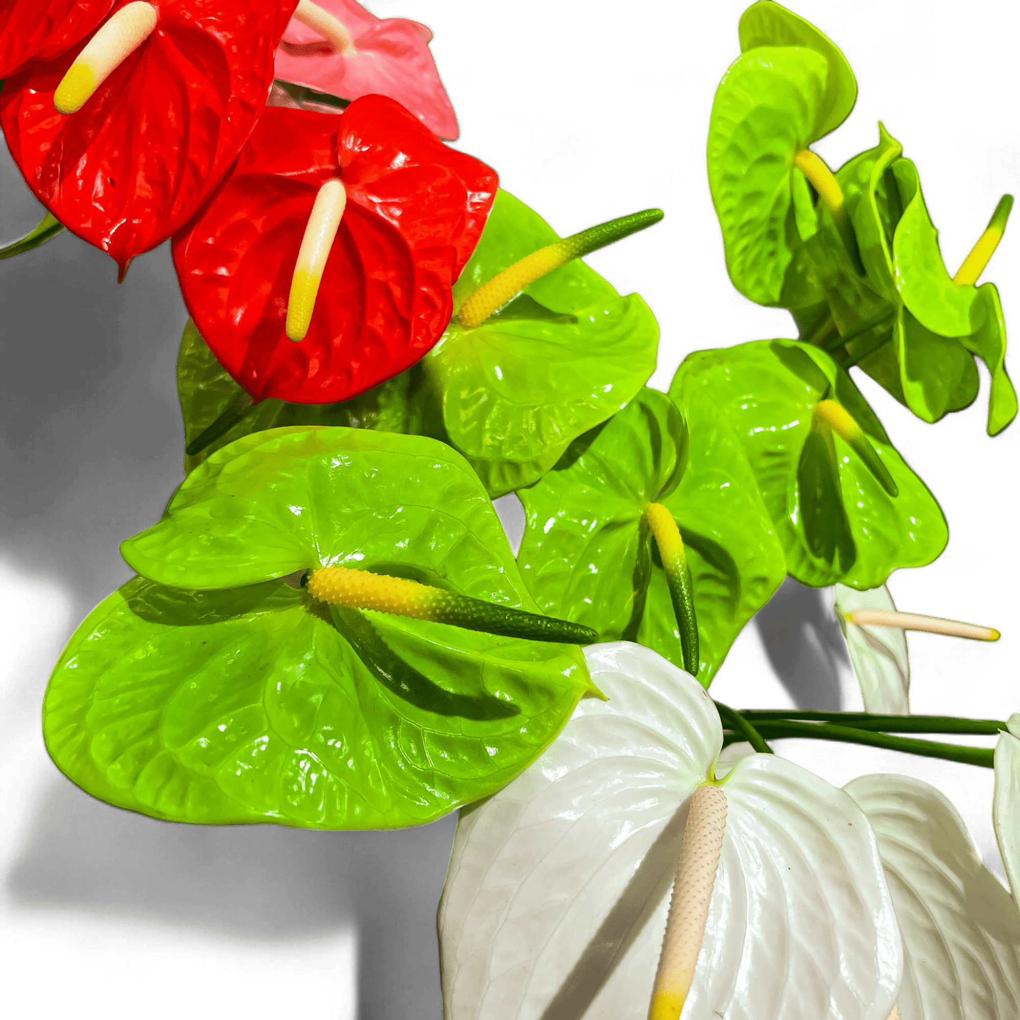 5 Reasons Anthuriums Make Ideal Houseplants - Green Fresh Florals + Plants