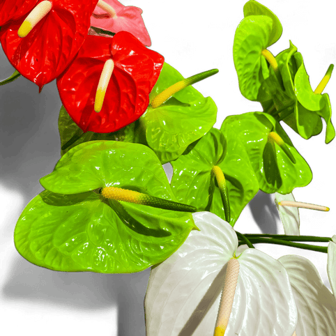 5 Reasons Anthuriums Make Ideal Houseplants - Green Fresh Florals + Plants