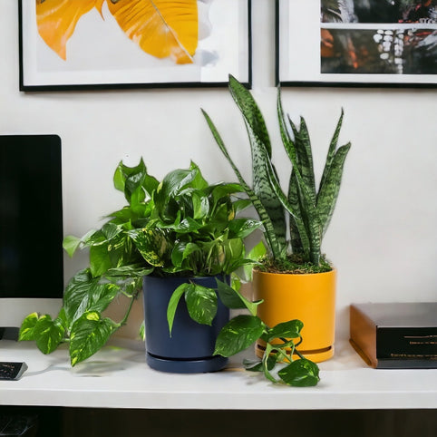 Marble Pothos Plant in Gemstone Cylinder Planter from Green Fresh Florals + Plants