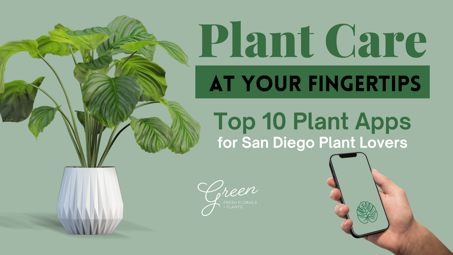 Top 10 Plant Care Apps for San Diego Plant Lovers