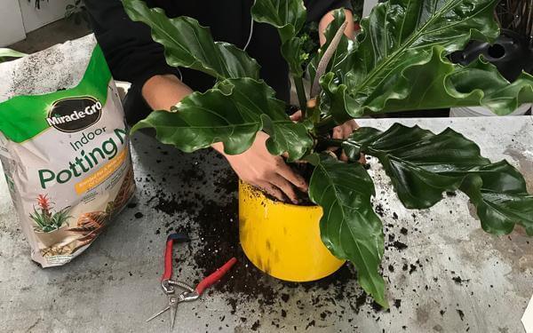 Eight Easy Tips to Re-Pot Your Houseplant - Green Fresh Florals + Plants