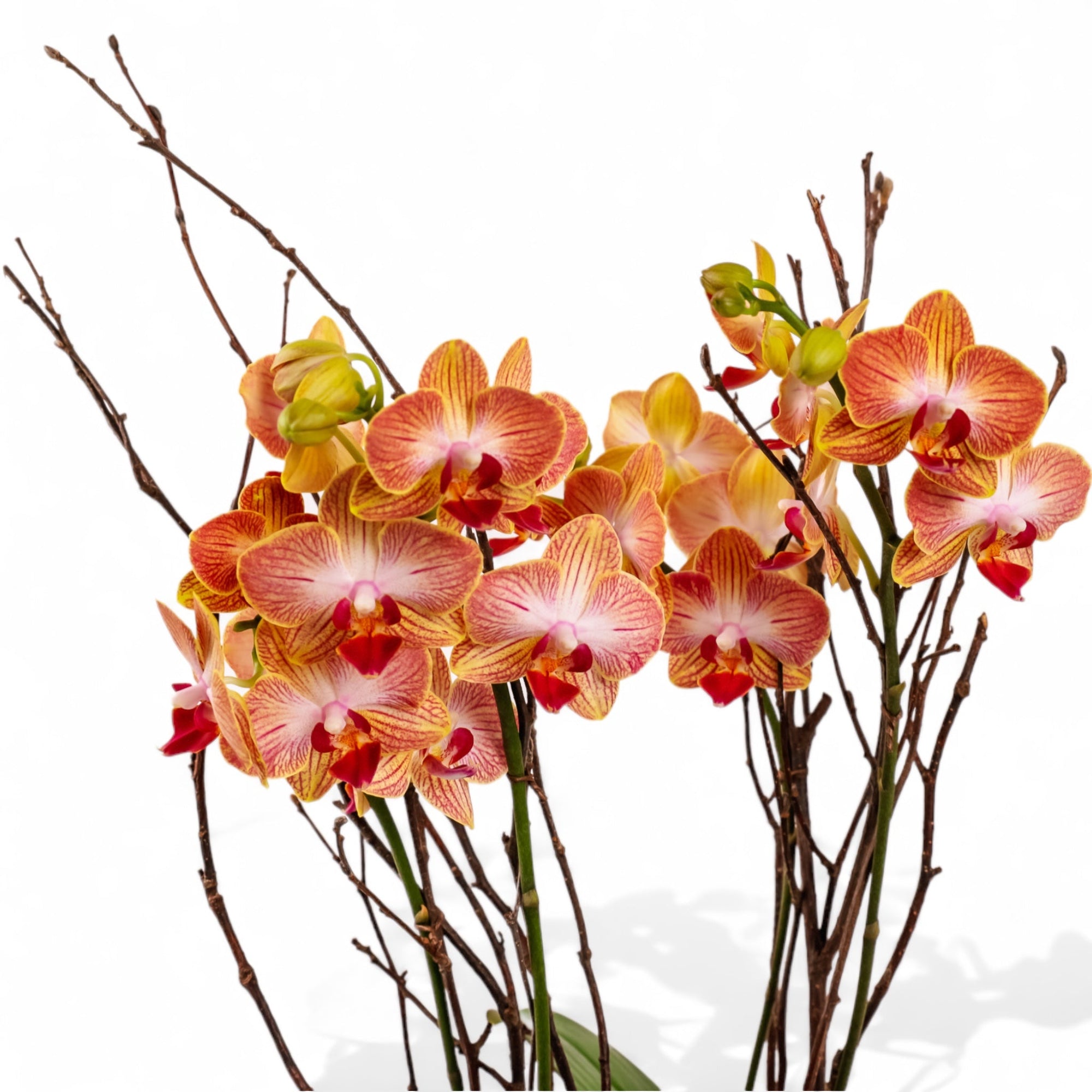 Orchid Care Tips from a Florist: Keep Your Orchids Thriving - Green Fresh Florals + Plants