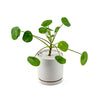San Diego Pilea Peperomioides Guide - Green Fresh Florals + Plants