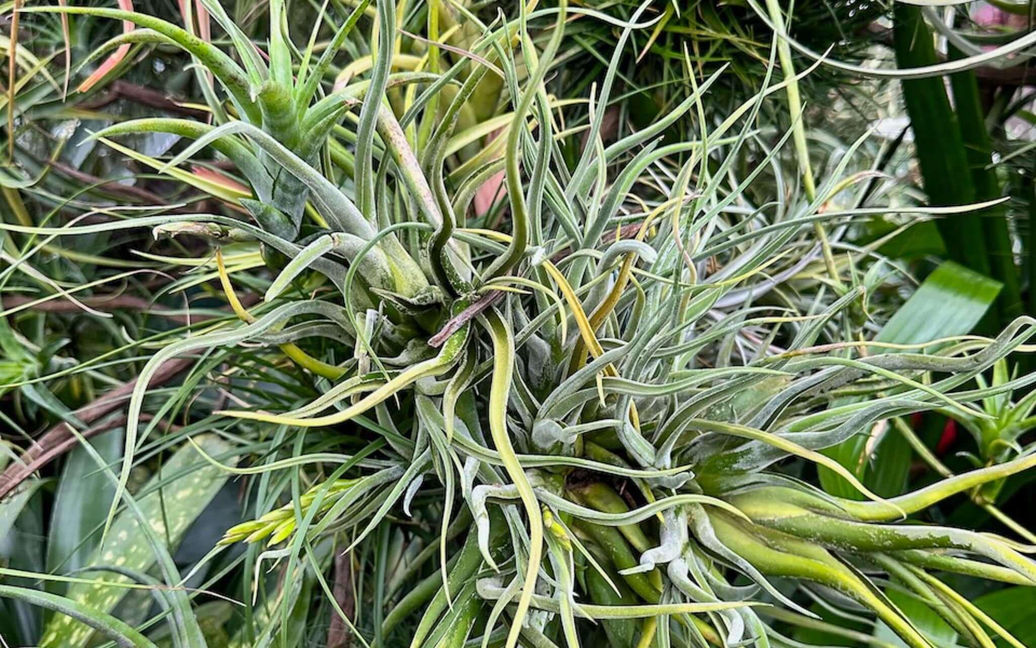 Ten Air Plants to Add to Your Collection - Green Fresh Florals + Plants