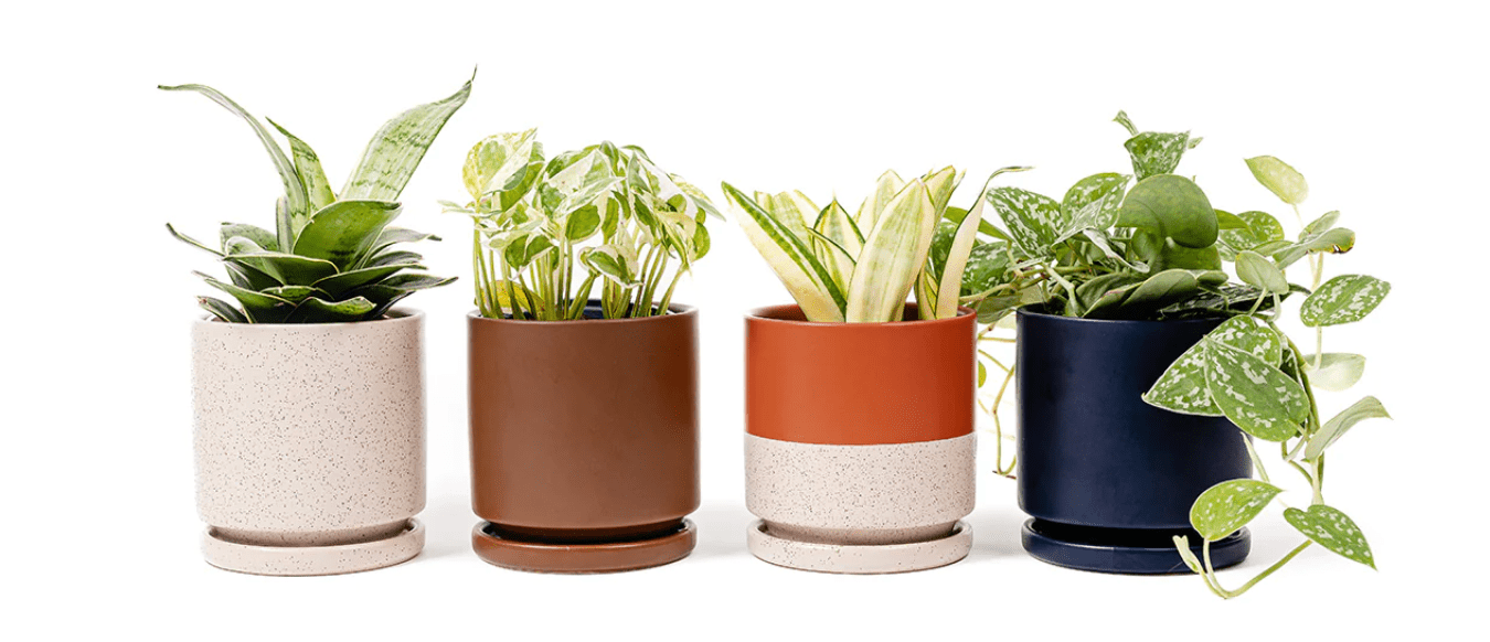 The Inside Story Behind the Iconic Gemstone Cylinder - Green Fresh Florals + Plants